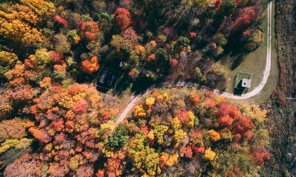 Flygfoto över skog i höstfärger