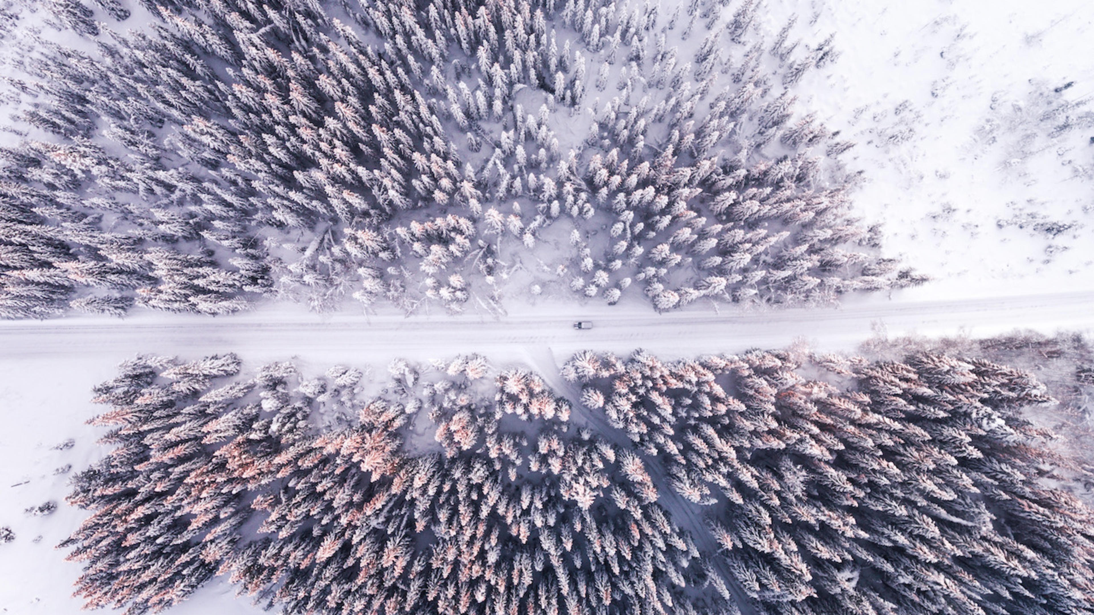 Skogslandskap vinter